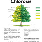 Chlorosis_Page_1