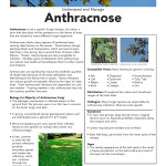 anthacnose-SS_Page_1