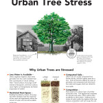 urban-tree-stress_Page_1